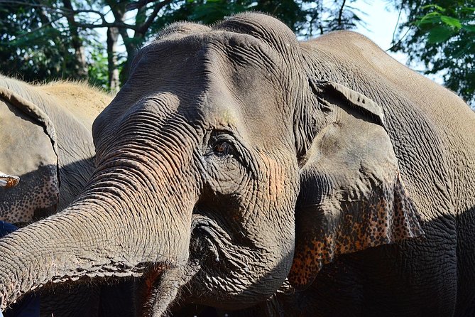 Experience Elephant Sanctuary + Sticky Waterfall - What your 8:00 a.m. pickup is like