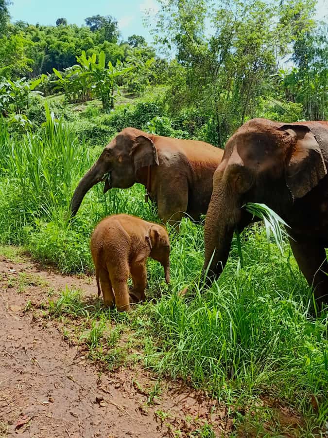 From Chiang Mai: Chiang Mai Elephant Care Morning Program - Key points to know before you book