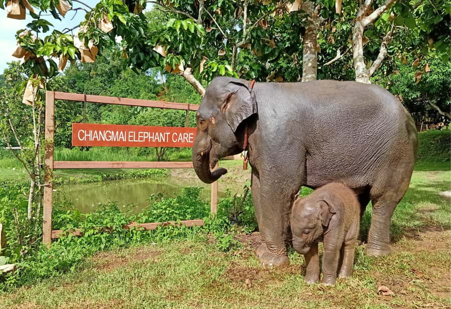 From Chiang Mai: Chiang Mai Elephant Care Morning Program - What to bring for a smoother visit