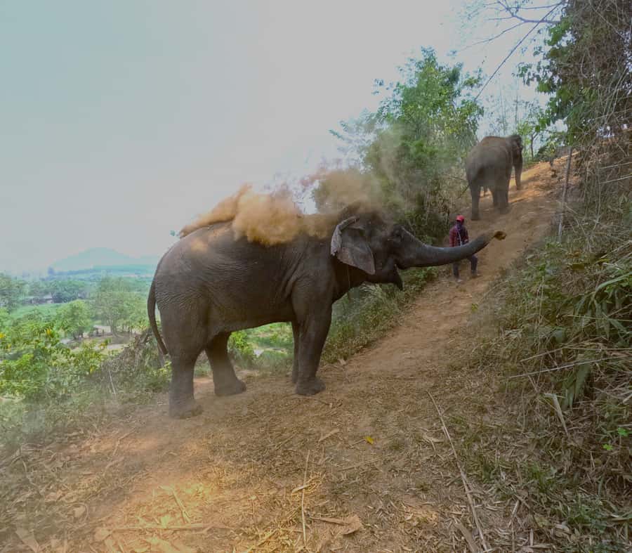 From Chiang Mai: Chiang Mai Elephant Care Morning Program - Feeding elephants and preparing herbal medicine balls