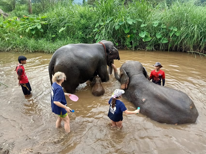 From Chiang Mai: Chiang Mai Elephant Care Morning Program - Homemade lunch with the elephants nearby
