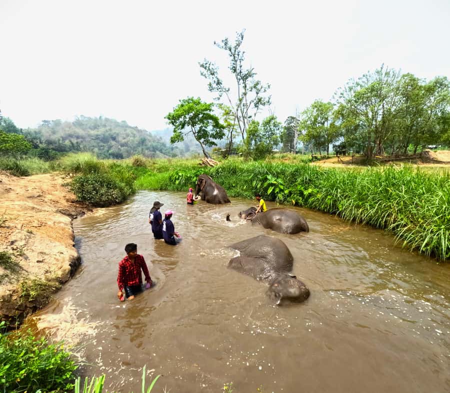 From Chiang Mai: Chiang Mai Elephant Care Morning Program - Who will enjoy this morning most