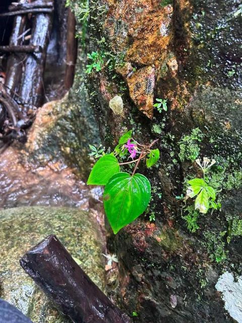From Chiang Mai: Doi Saket Hiking Tour with Lunch - Ancient trees, streams, and a wooden ladder