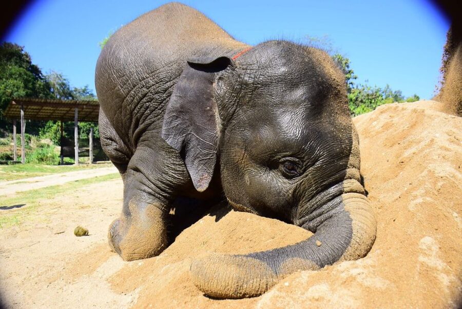 From Chiang Mai: Elephant Care Program and Nursery Tour - Feeding time and the medicine balls