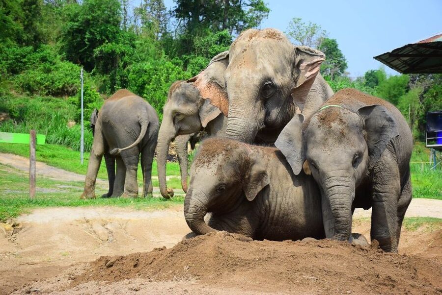 From Chiang Mai: Elephant Care Program and Nursery Tour - Baby elephants, photos, and the limits of close contact