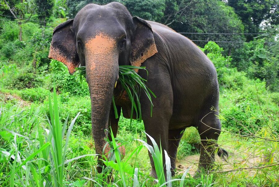 From Chiang Mai: Elephant Care Program and Nursery Tour - The morning pickup and one-hour ride from Chiang Mai
