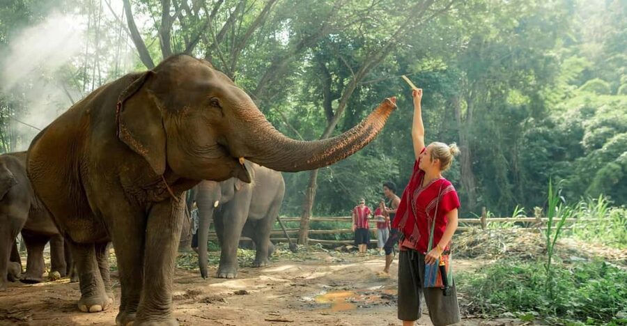 From Chiang Mai: Kerchor Eco Elephant Park Tour - Five things to know before you go