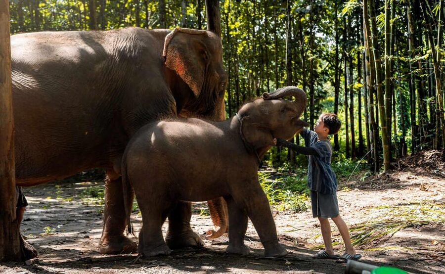 From Chiang Mai: Kerchor Eco Elephant Park Tour - Who will enjoy this elephant park most