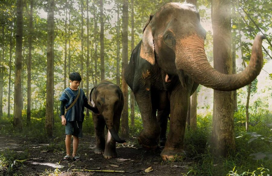 From Chiang Mai: Kerchor Eco Elephant Park Tour - The long road from Chiang Mai to Kerchor