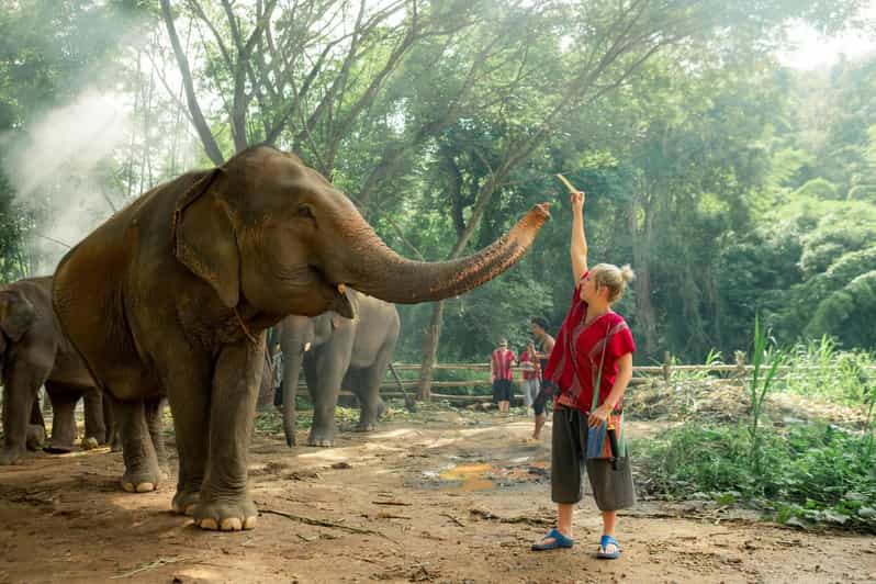 From Chiang Mai: Kerchor Eco Elephant Park Tour - Feeding baby elephants and their larger companions