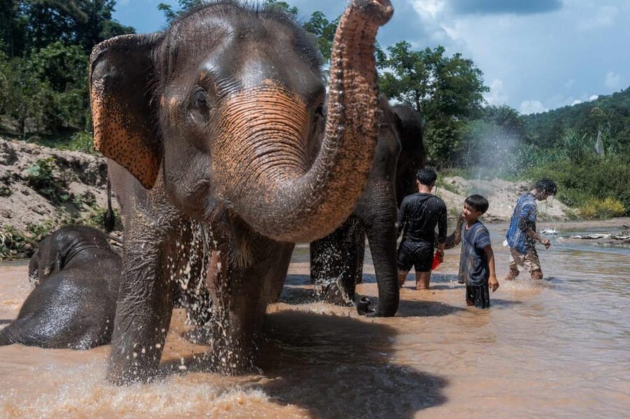 From Chiang Mai: Kerchor Eco Elephant Park Tour - Walking beside elephants in the jungle setting