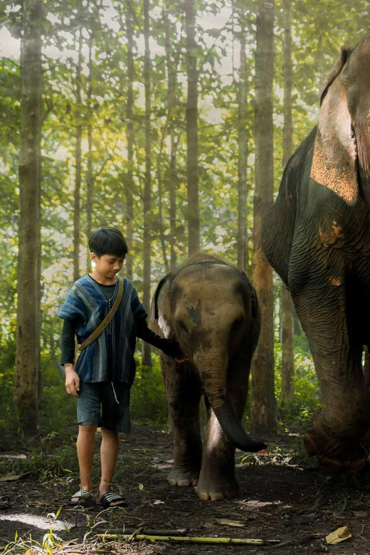 From Chiang Mai: Kerchor Eco Elephant Park Tour - Mud, water, and the elephant bathing session
