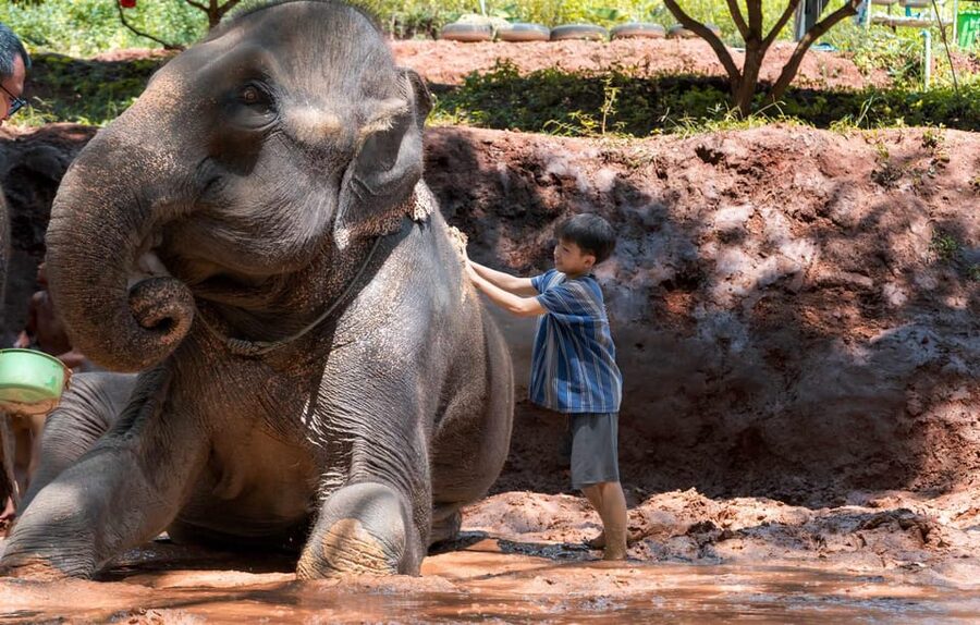 From Chiang Mai: Kerchor Eco Elephant Park Tour - Thai lunch and a quiet break beside the park