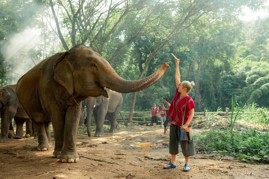 From Chiang Mai: Kerchor Eco Elephant Park Tour - Practical clothing and timing advice