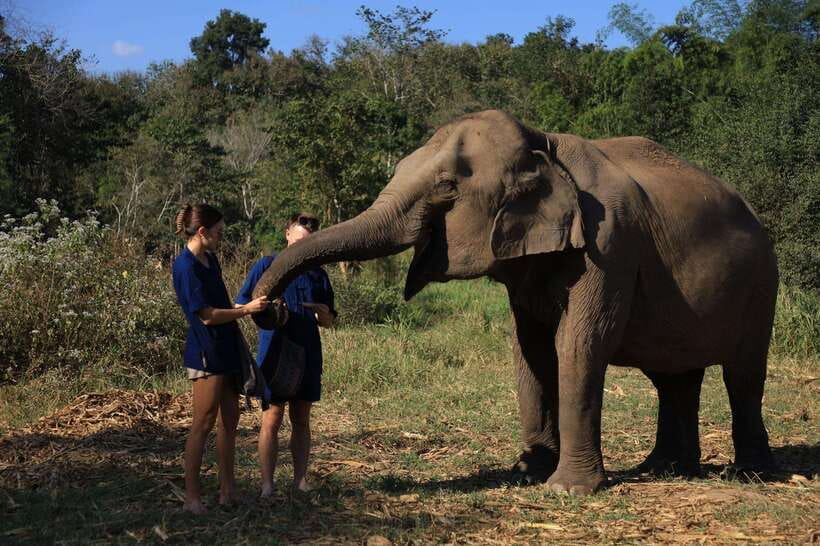 From Chiang Mai: Living Green Elephant Sanctuary Tour - A sanctuary visit built around choice and calm