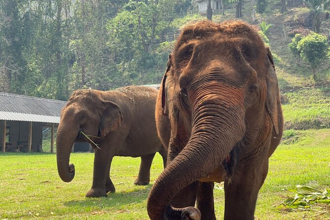 Full Day Experience at Ran-Tong Save & Rescue Elephant Centre - Why this Chiang Mai elephant day feels different