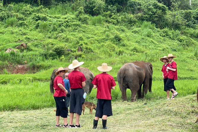 Full Day Experience at Ran-Tong Save & Rescue Elephant Centre - Lunch with Thai food and seasonal fruit