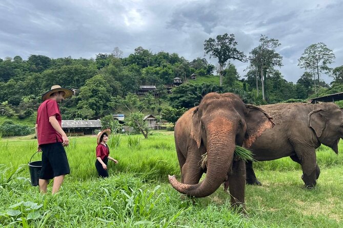 Full Day Experience at Ran-Tong Save & Rescue Elephant Centre - The one-hour ride from Chiang Mai to Mae Taeng