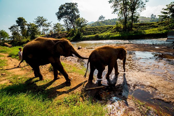 Full-Day Guided Tuk Tuk Chiang Mai Adventure and Rafting - Who will enjoy this day most