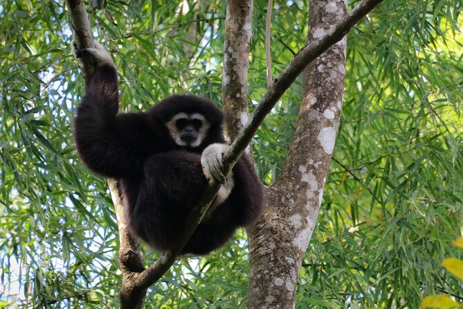 Full-Day Trekking and Sightseeing Tour in Mae Kampong - A forest walk shaped by local plant knowledge