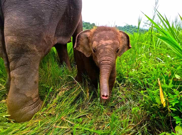 Full-day with CHIANGMAI ELEPHANT CARE and Sticky waterfall - A full day from Chiang Mai to Mae Taeng