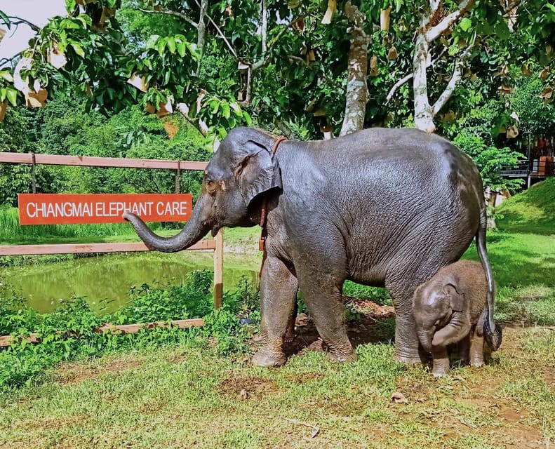 Full-day with CHIANGMAI ELEPHANT CARE and Sticky waterfall - Who will enjoy this day most