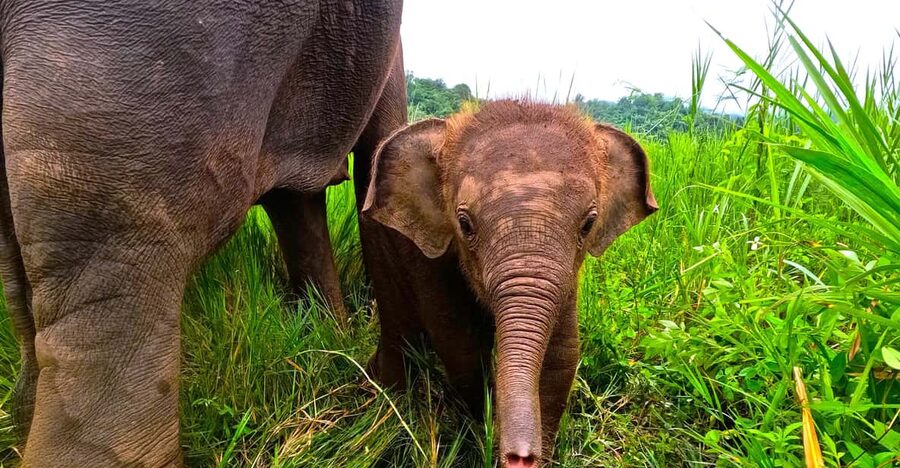 Full-day with CHIANGMAI ELEPHANT CARE and Sticky waterfall - Changing into the activity uniform