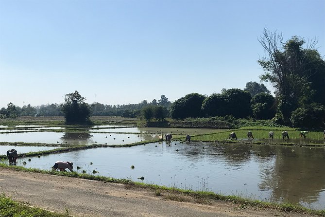 Half-day E-bike Countryside and rice paddies (flat land, GUIDED) - Hang Dong, farms, and village roads
