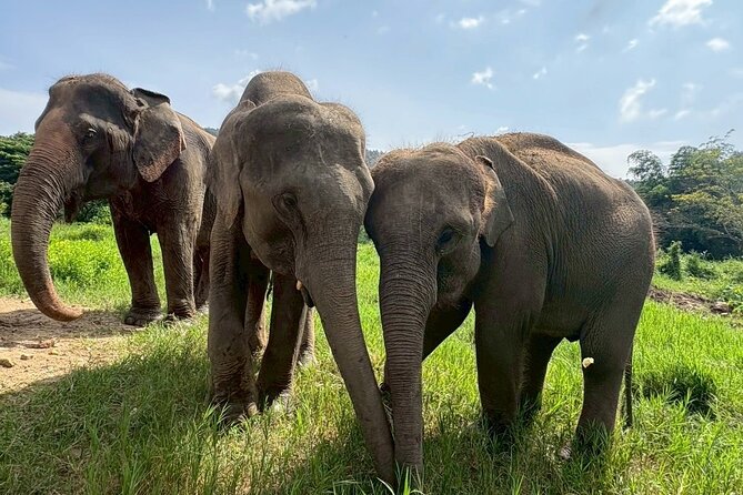 Half Day Elephant care and Whitewater Rafting Adventure - Who should choose this Chiang Mai day out?
