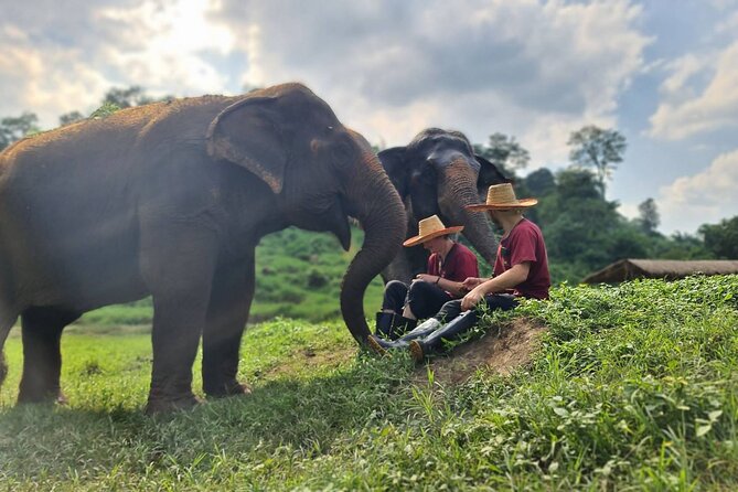 Half-Day Elephant Experience at Rantong - Feeding and Walking Beside the Elephants