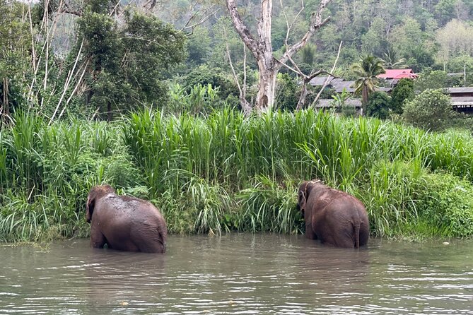 Half-Day Elephant Experience at Rantong - Bathing the Elephants in Water