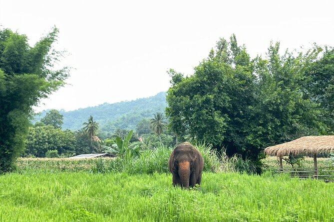 Half-Day Elephant Experience at Rantong - What to Pack for a Wet, Muddy Morning or Afternoon