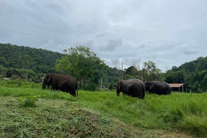 Half-Day Elephant Experience at Rantong - Changing Clothes and Learning Mahout Basics