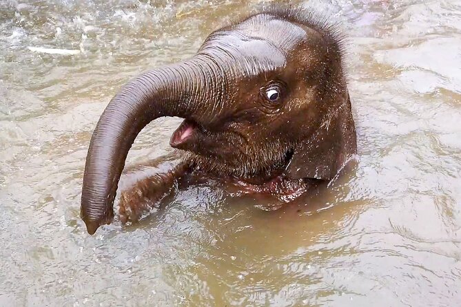 Half Day: Elephant Village Sanctuary - Key points to know before booking