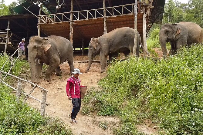 Half Day: Elephant Village Sanctuary - A four-hour visit with forest trekking