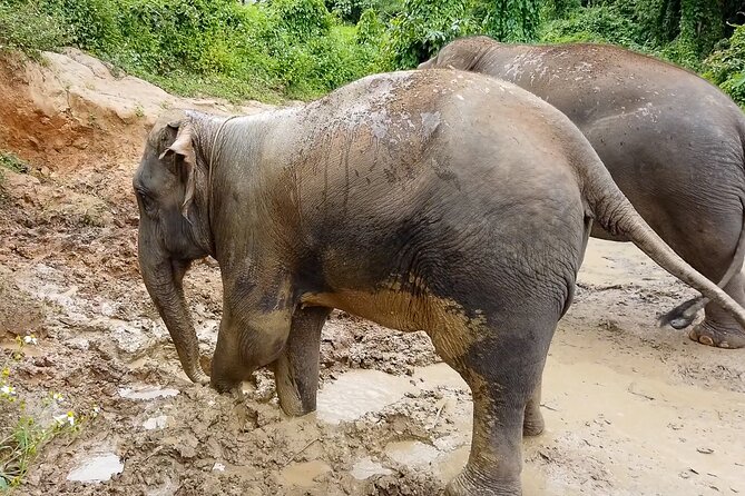 Half Day: Elephant Village Sanctuary - Cooling off at the miniature waterfall