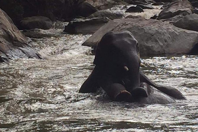 Half day Elephants in Nature Experience (Morning) - Key points to know before booking