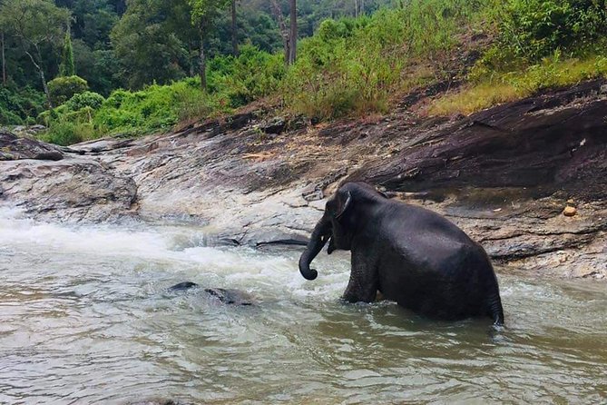 Half day Elephants in Nature Experience (Morning) - Leaving Chiang Mai for the elephant habitat