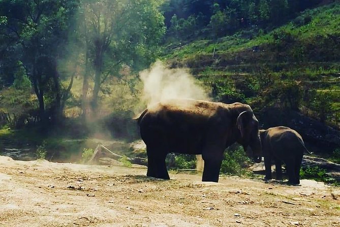Half day Elephants in Nature Experience (Morning) - Bathing the elephants by the water
