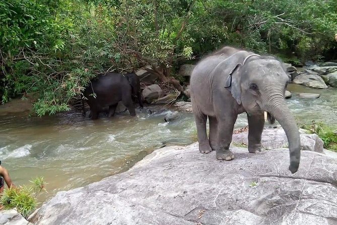 Half day Elephants in Nature Experience (Morning) - Lunch and the value of the half-day format