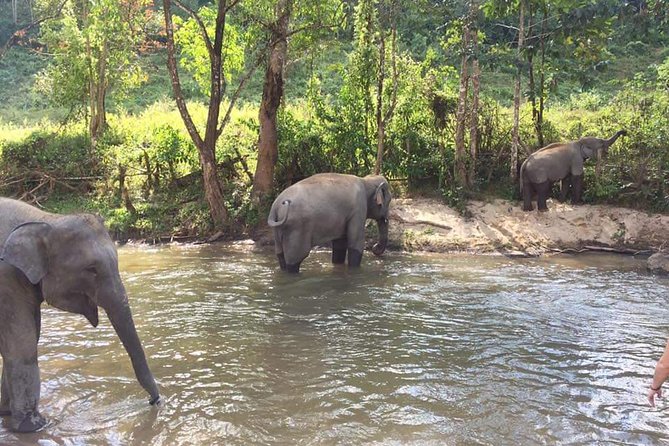 Half day Elephants in Nature Experience (Morning) - Group size, access, and practical comfort