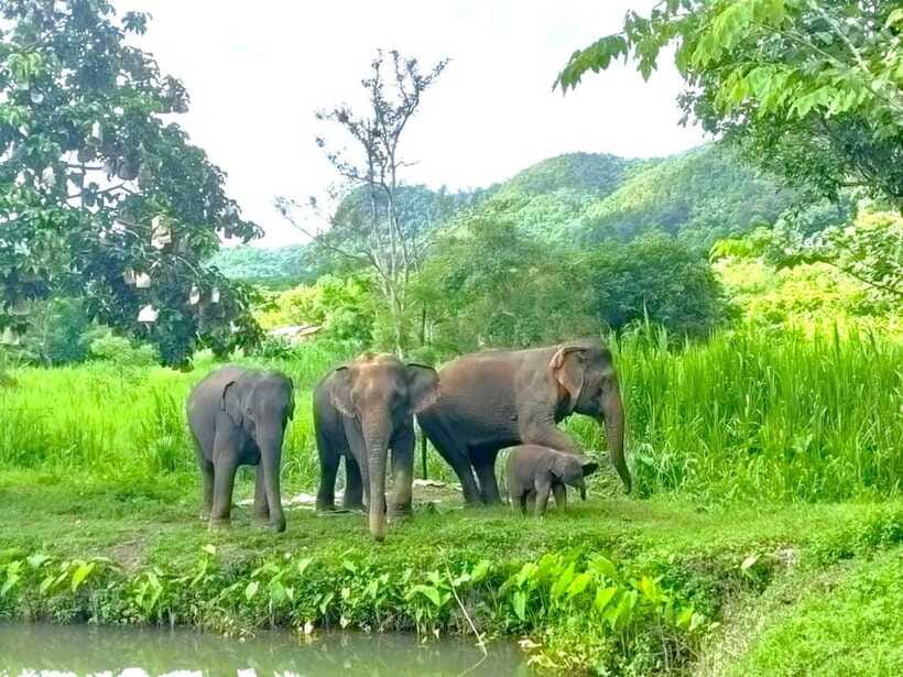 Half-day with CHIANGMAI ELEPHANT CARE program (12pm-6pm.) - The guides shape the day