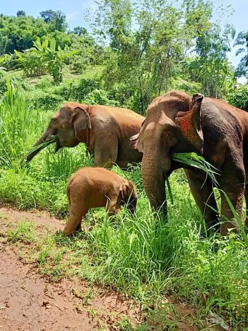Half-day with CHIANGMAI ELEPHANT CARE program (12pm-6pm.) - Arrival, uniforms, and a home-cooked lunch