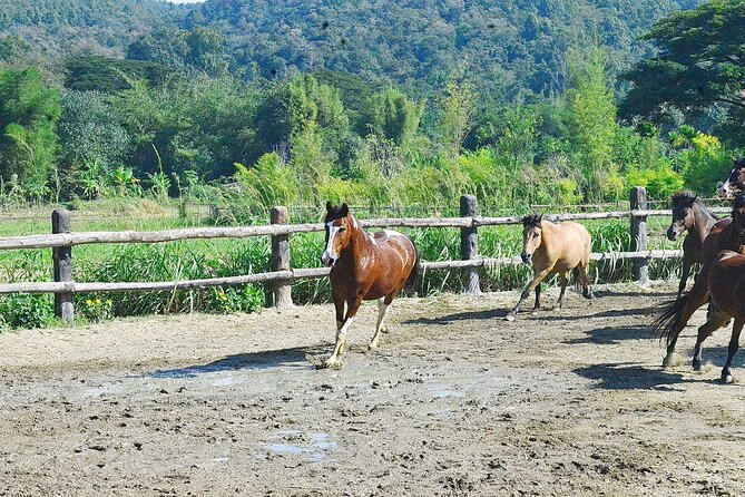 Horse Lesson+Riding+Wat Tonkwen wooden temple.Chiangmai - What the four-hour schedule means