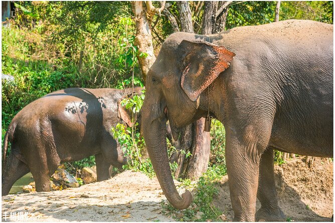 Inthanon Heaven Trail(Living Green Elephant Sanctuary) - Lunch before leaving the elephants