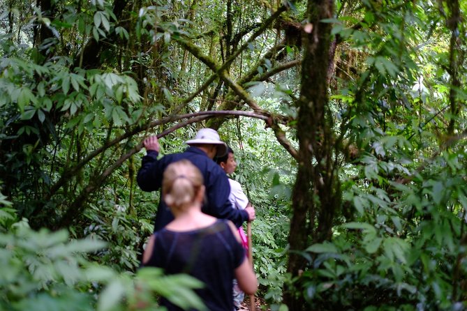 Inthanon Small-Group with Kew Mae Pan Trail from Chiang Mai include Lunch - Thailand’s highest summit is short but worthwhile