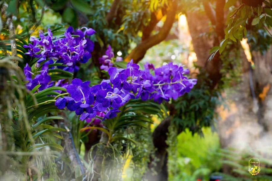 Lalita Cafe & Chiang Rai Temple(White+Blue) from Chiangmai - Should you book it?