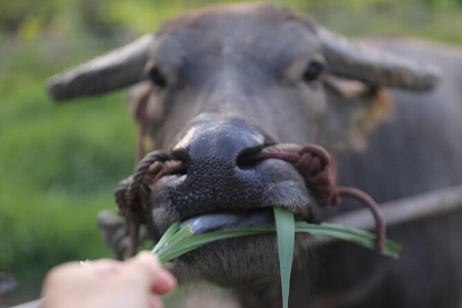 Local Farming Experience in Chiang Mai, Thailand - A working farm, not a staged photo stop