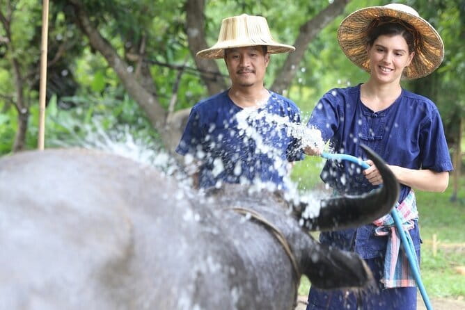Local Farming Experience in Chiang Mai, Thailand - Pulling rice seedlings from the nursery