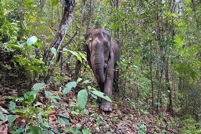 Local Farming Experience in Chiang Mai, Thailand - Practical planning for the three hours
